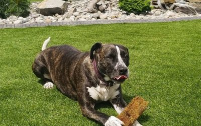 Envirofill: The Dog-Friendly Infill for Artificial Grass