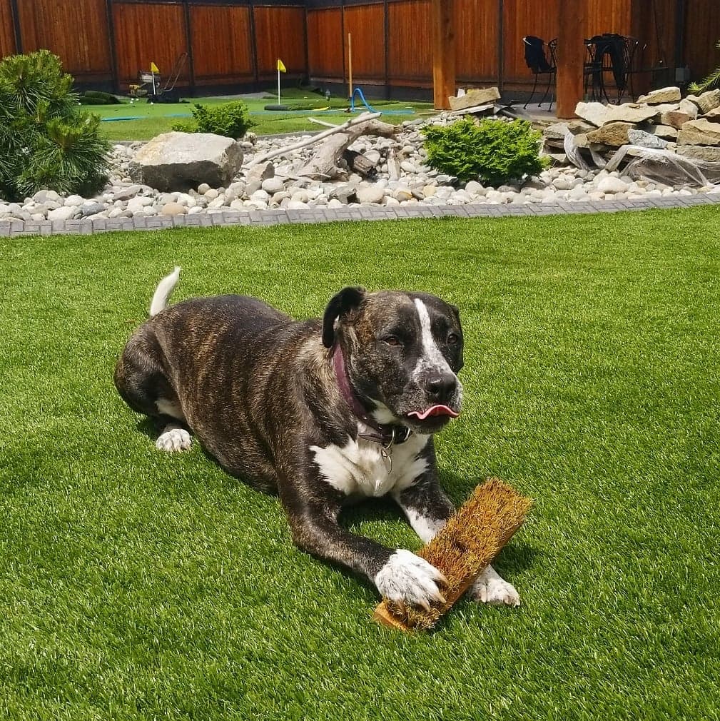 Envirofill The DogFriendly Infill for Artificial Grass Turf Team