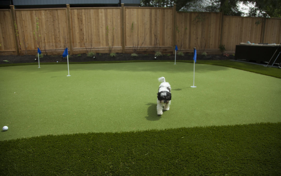 Is Artificial Grass Dog-Friendly?