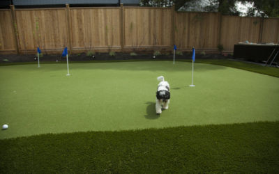 Artificial Grass Maintenance For Dogs