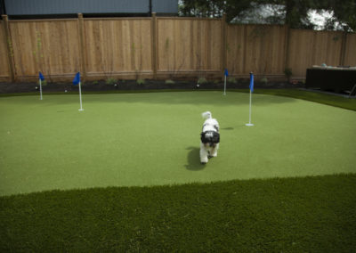 Artificial Turf Maintenance For Dogs